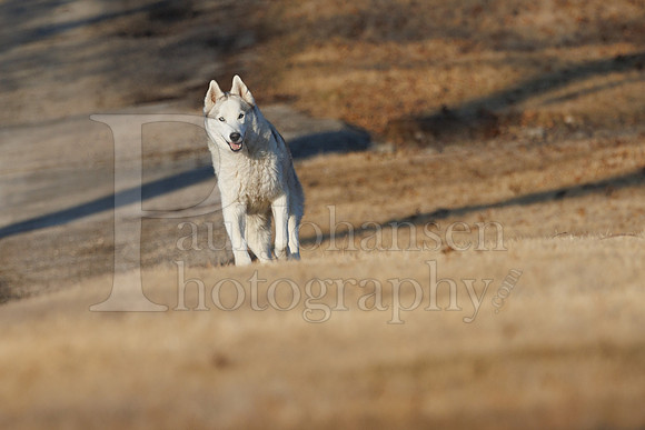Kato's 13th Birthday Photo Shoot 3-3-2025-0012