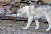 Kato's 14th Birthday Photo Shoot 2-14-2026-0004