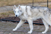 Kato's 14th Birthday Photo Shoot 2-14-2026-0005