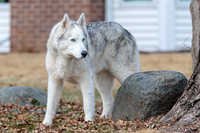 Kato's 14th Birthday Photo Shoot 2-14-2026-0010