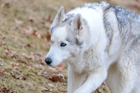 Kato's 14th Birthday Photo Shoot 2-14-2026-0017