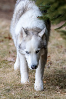 Kato's 14th Birthday Photo Shoot 2-14-2026-0018