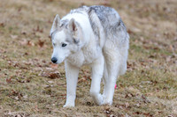 Kato's 14th Birthday Photo Shoot 2-14-2026-0016