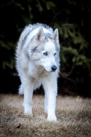 Kato's 14th Birthday Photo Shoot 2-14-2026-0031