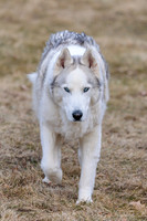 Kato's 14th Birthday Photo Shoot 2-14-2026-0032