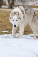 Kato's 14th Birthday Photo Shoot 2-14-2026-0039