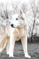 Kato's 14th Birthday Photo Shoot 2-14-2026-0561