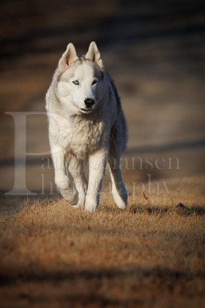 Kato's 13th Birthday Photo Shoot 3-3-2025-0049