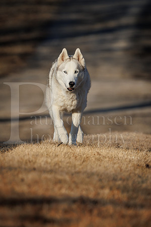 Kato's 13th Birthday Photo Shoot 3-3-2025-0042