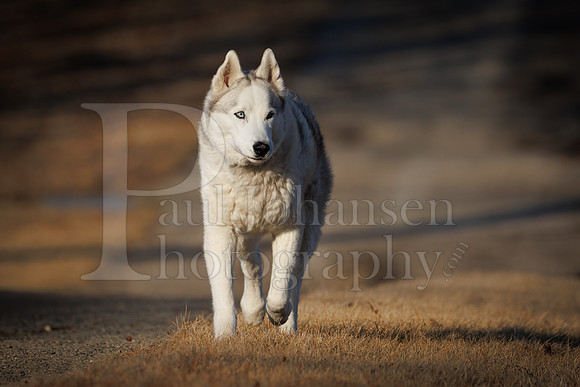 Kato's 13th Birthday Photo Shoot 3-3-2025-0053