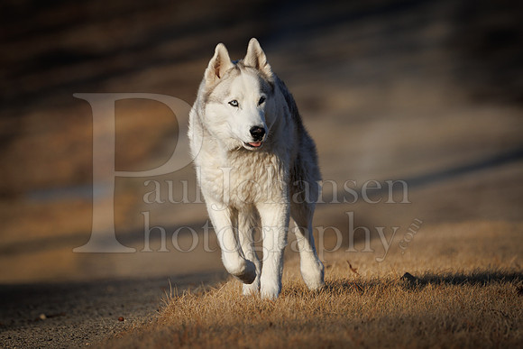 Kato's 13th Birthday Photo Shoot 3-3-2025-0048
