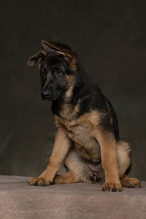 Arya Puppy Portraits 5-8-2019-0005