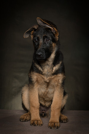 Arya Puppy Portraits 5-8-2019-0009