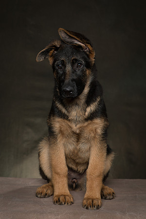 Arya Puppy Portraits 5-8-2019-0008