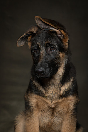 Arya Puppy Portraits 5-8-2019-0010
