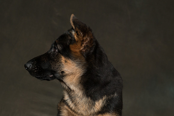 Arya Puppy Portraits 5-8-2019-0013