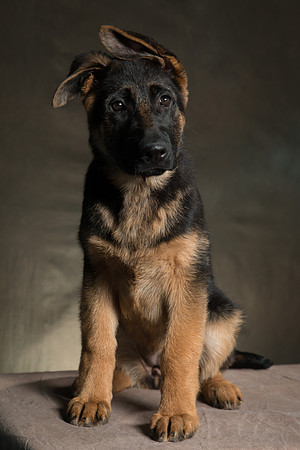 Arya Puppy Portraits 5-8-2019-0014