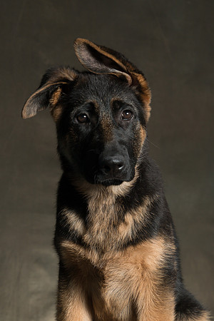 Arya Puppy Portraits 5-8-2019-0015