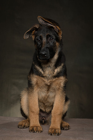 Arya Puppy Portraits 5-8-2019-0011