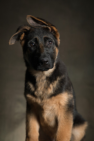 Arya Puppy Portraits 5-8-2019-0016