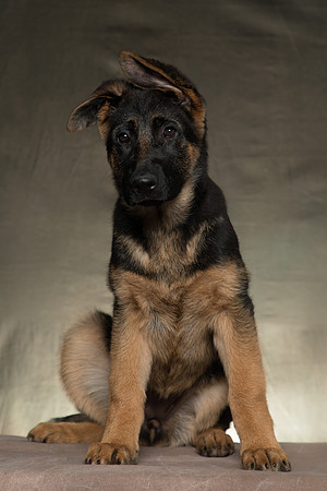 Arya Puppy Portraits 5-8-2019-0019