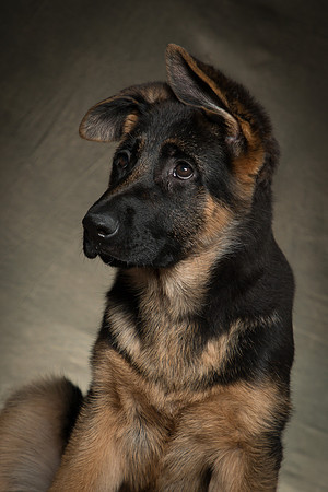 Arya Puppy Portraits 5-8-2019-0020