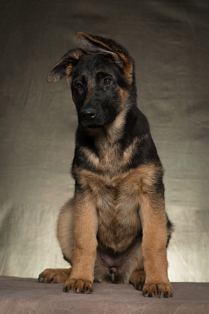 Arya Puppy Portraits 5-8-2019-0021