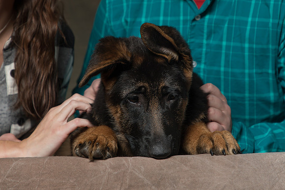 Arya Puppy Portraits 5-8-2019-0037