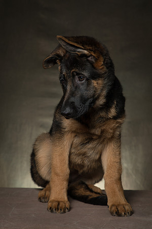 Arya Puppy Portraits 5-8-2019-0047