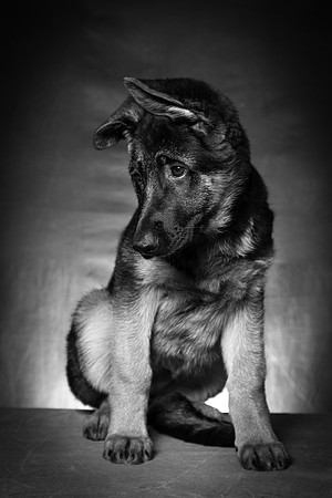 Arya Puppy Portraits 5-8-2019-0047-2