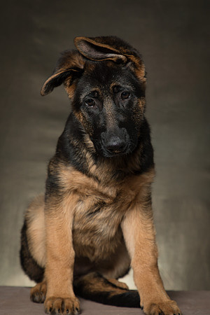 Arya Puppy Portraits 5-8-2019-0049