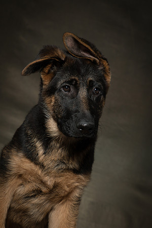 Arya Puppy Portraits 5-8-2019-0050