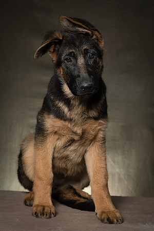 Arya Puppy Portraits 5-8-2019-0051
