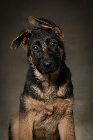 Arya Puppy Portraits 5-8-2019-0053