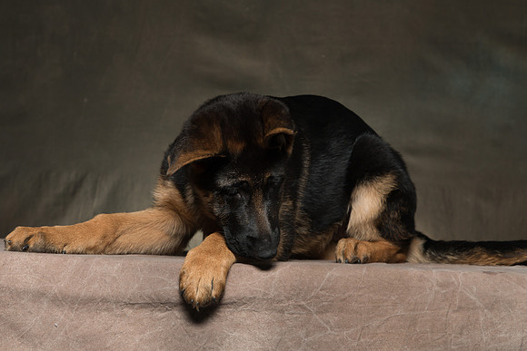 Arya Puppy Portraits 5-8-2019-0056