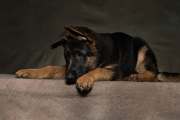 Arya Puppy Portraits 5-8-2019-0057