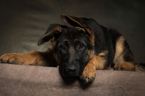 Arya Puppy Portraits 5-8-2019-0058
