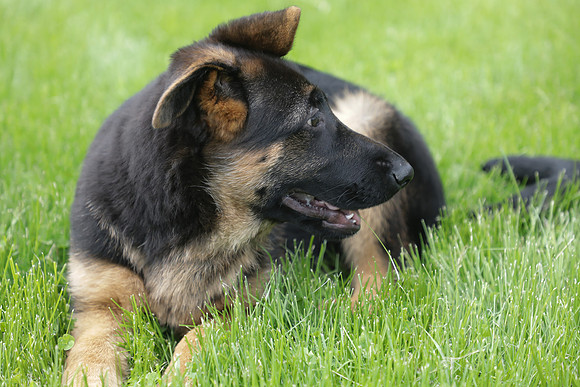 Arya Puppy Portraits 5-8-2019-0200