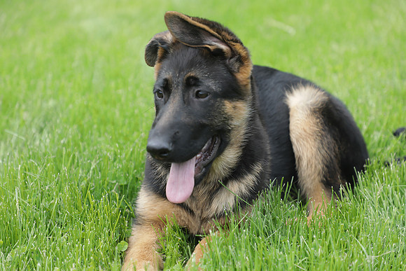 Arya Puppy Portraits 5-8-2019-0201