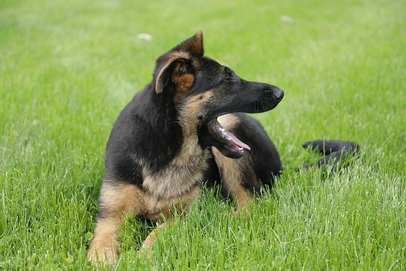 Arya Puppy Portraits 5-8-2019-0204
