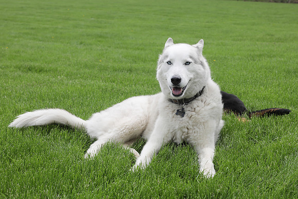 Arya Puppy Portraits 5-8-2019-0249