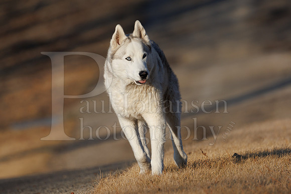 Kato's 13th Birthday Photo Shoot 3-3-2025-0047
