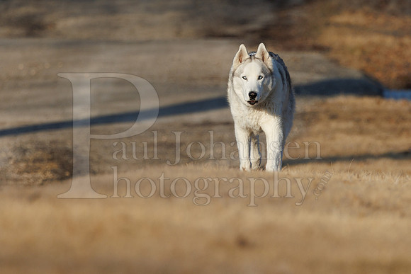 Kato's 13th Birthday Photo Shoot 3-3-2025-0013