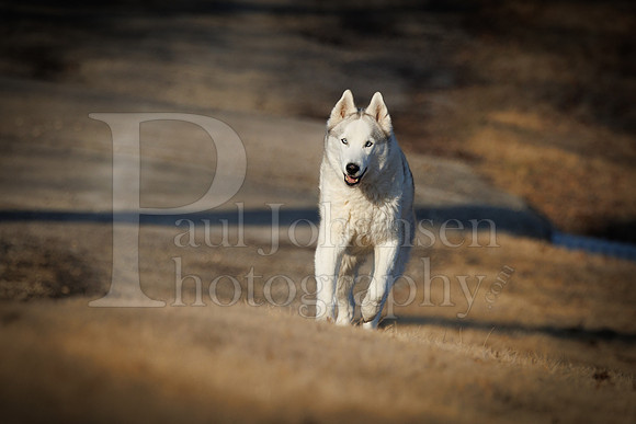 Kato's 13th Birthday Photo Shoot 3-3-2025-0019
