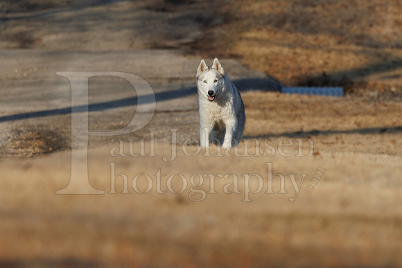 Kato's 13th Birthday Photo Shoot 3-3-2025-0005