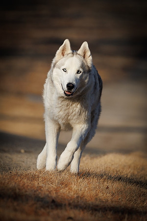 Kato's 13th Birthday Photo Shoot 3-3-2025-0056
